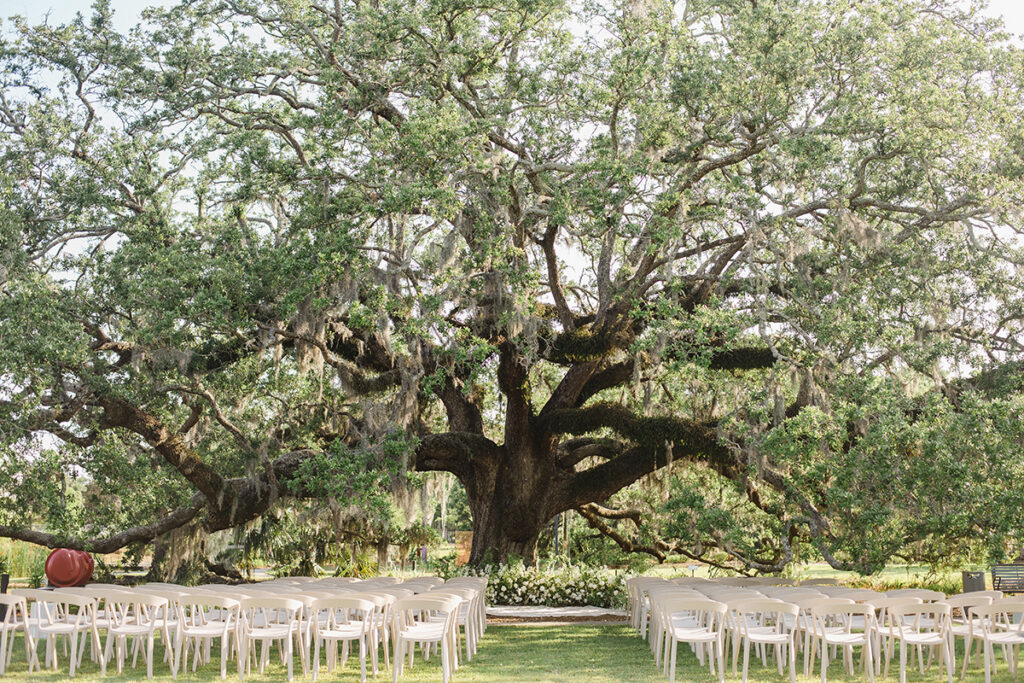 Outdoor wedding setup under a large, sprawling oak tree with multiple branches, surrounded by neatly arranged white chairs on a grassy lawn.